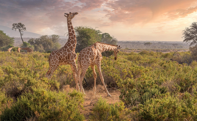 Safari en Afrique avec girafes dans la savane